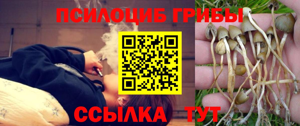 Галлюциногенные грибы Psilocybe Красногорск